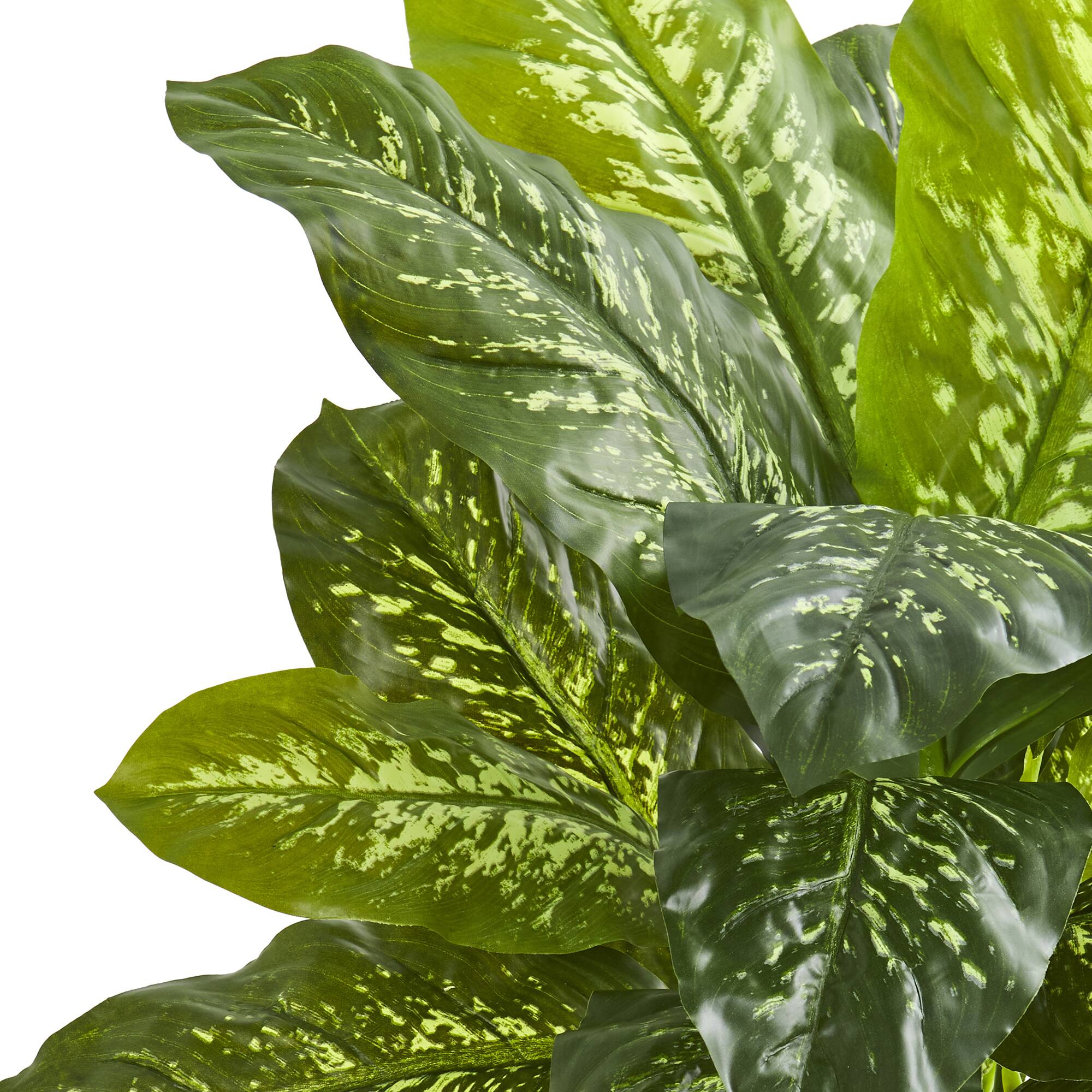 3ft. Potted Dieffenbachia Plant
